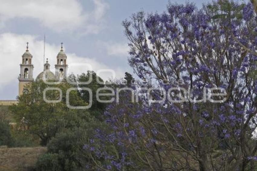  JACARANDAS