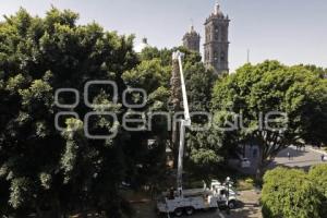 ZÓCALO . PALMERA