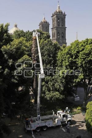 ZÓCALO . PALMERA