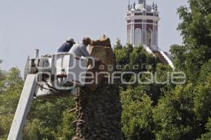 ZÓCALO . PALMERA