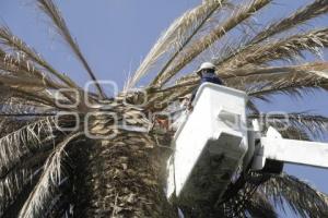 ZÓCALO . PALMERA