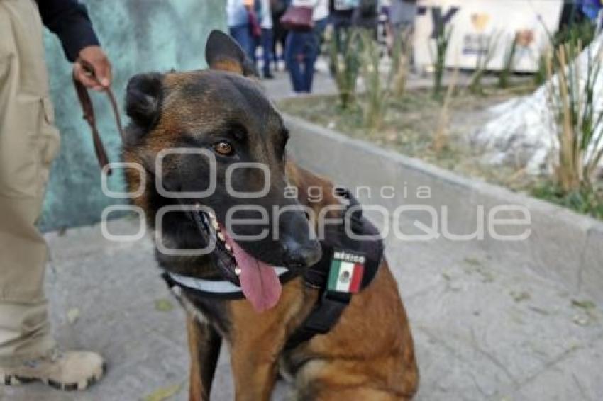 TLAXCALA . BINOMIO CANINO