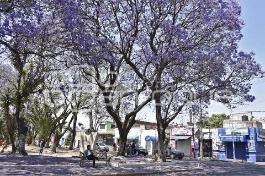 JACARANDAS