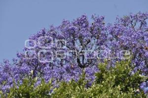 JACARANDAS