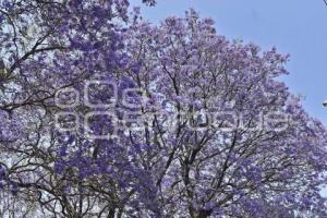 JACARANDAS