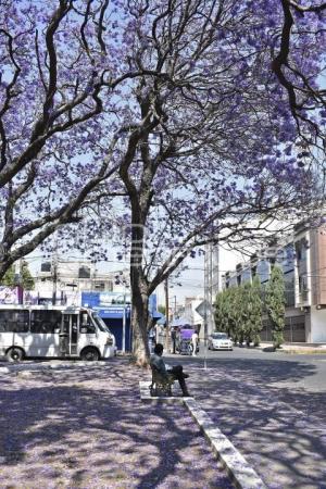 JACARANDAS