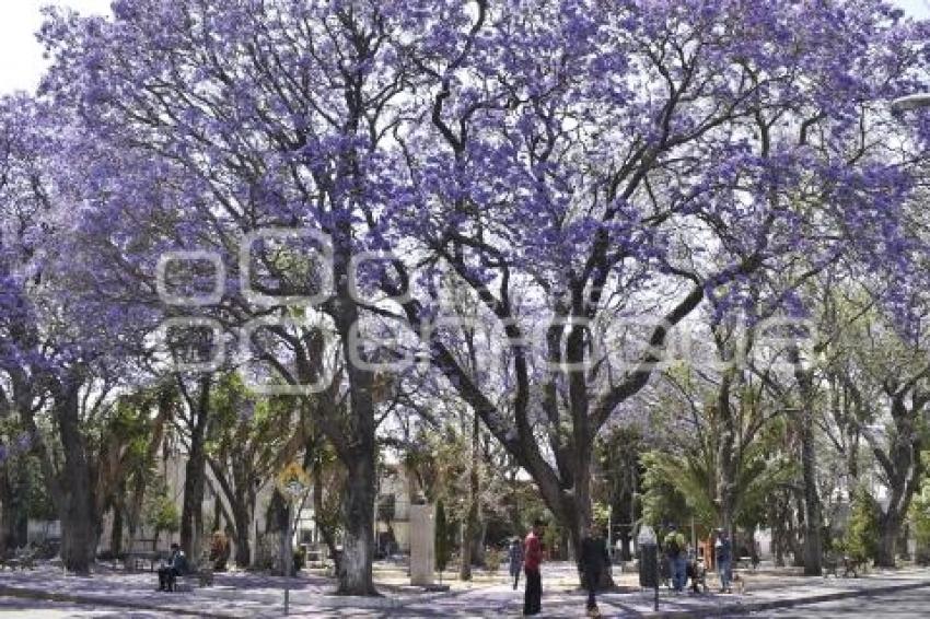 JACARANDAS