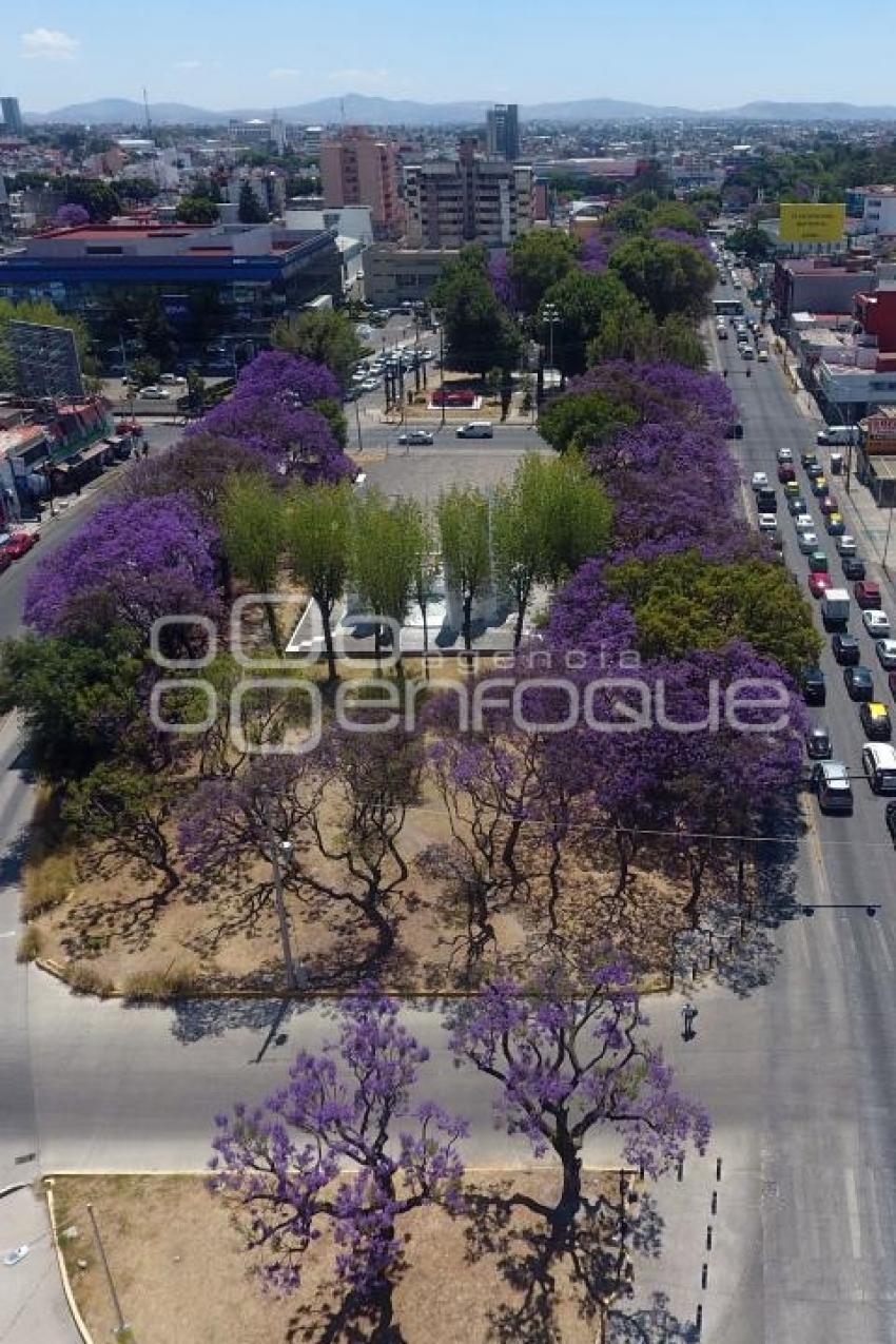 JACARANDAS