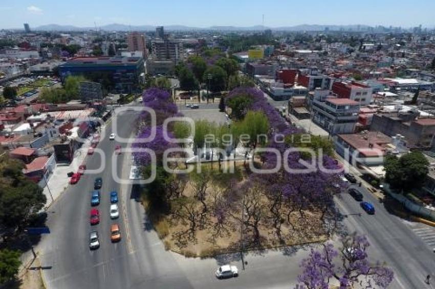 JACARANDAS