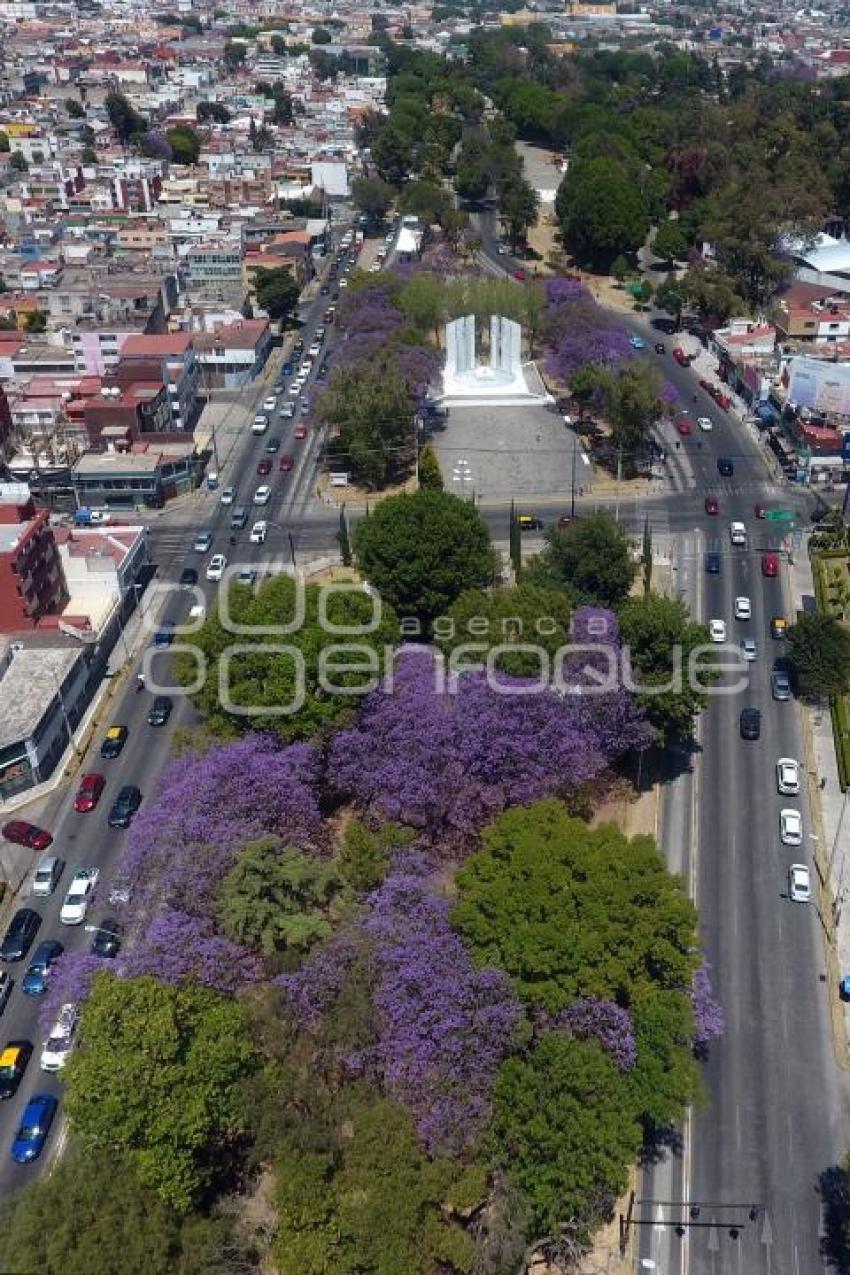 JACARANDAS