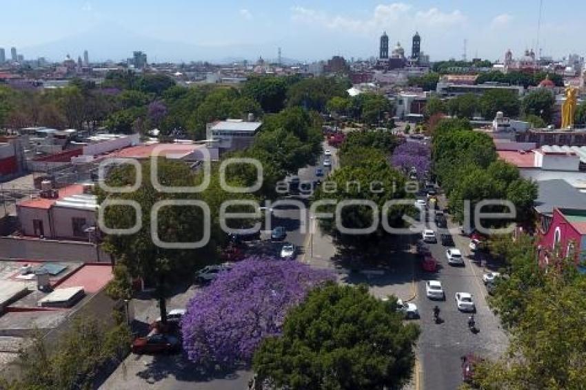 JACARANDAS