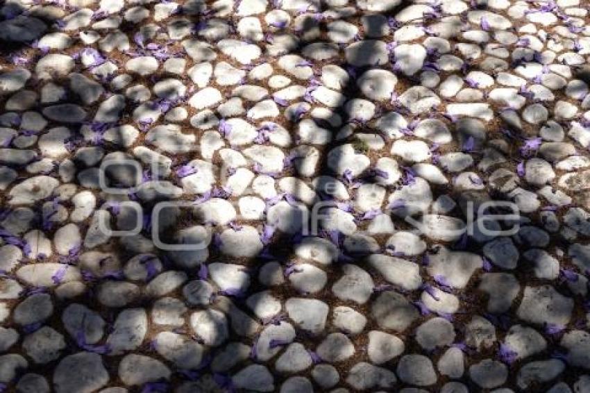 TLAXCALA . JACARANDAS