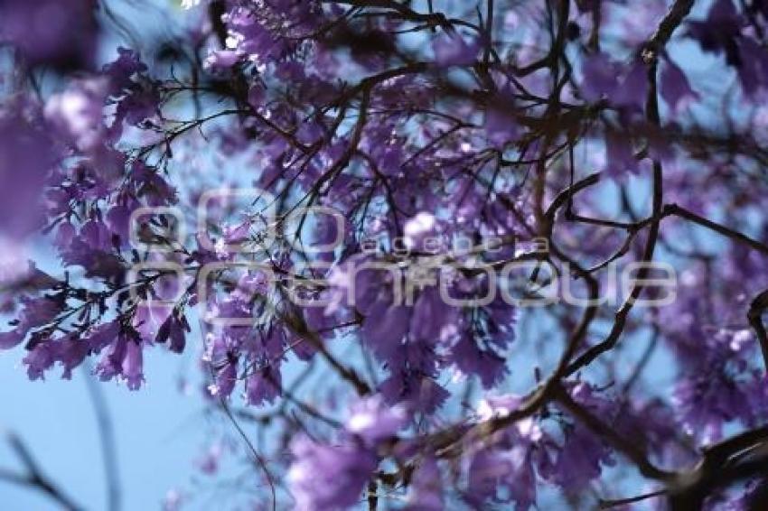 TLAXCALA . JACARANDAS