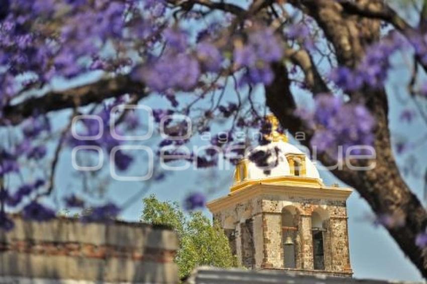 TLAXCALA . JACARANDAS