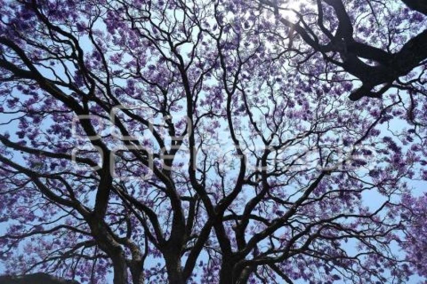 TLAXCALA . JACARANDAS