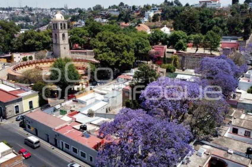 TLAXCALA . JACARANDAS