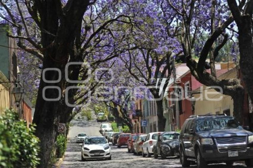 TLAXCALA . JACARANDAS