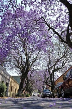 TLAXCALA . JACARANDAS