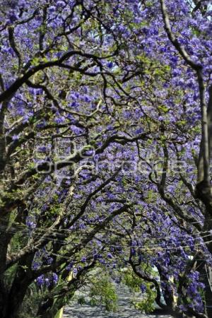 TLAXCALA . JACARANDAS