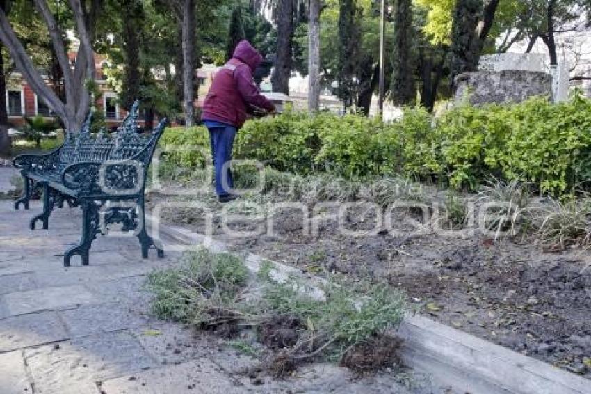 ZÓCALO . PODA DE ÁRBOLES