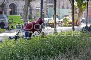 ZÓCALO . PODA DE ÁRBOLES