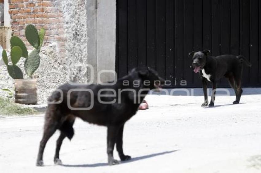 DÍA DEL ANIMAL CALLEJERO