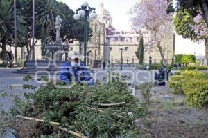 ZÓCALO . PODA DE ÁRBOLES