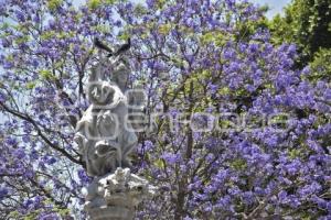 JACARANDAS