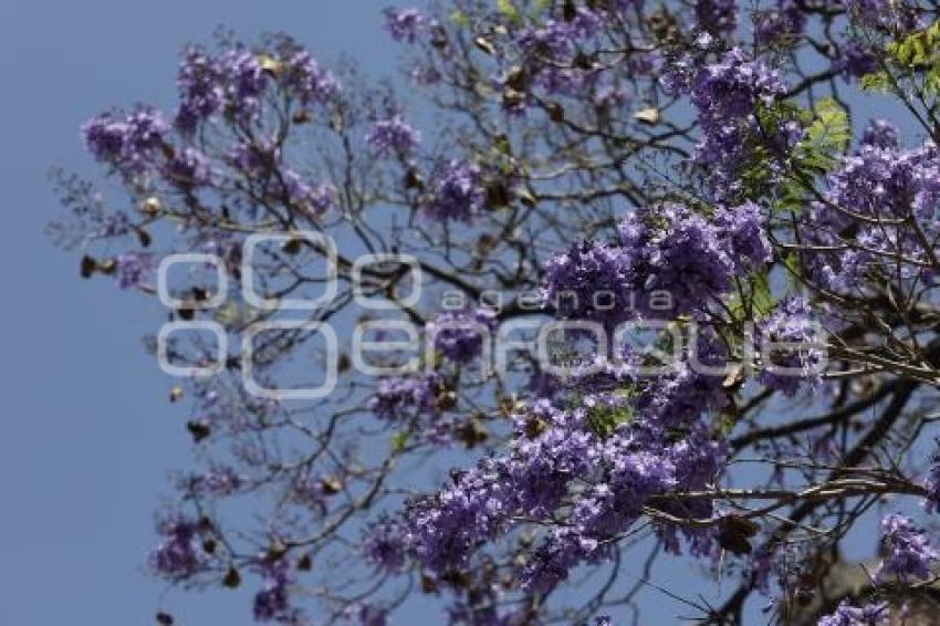 JACARANDAS