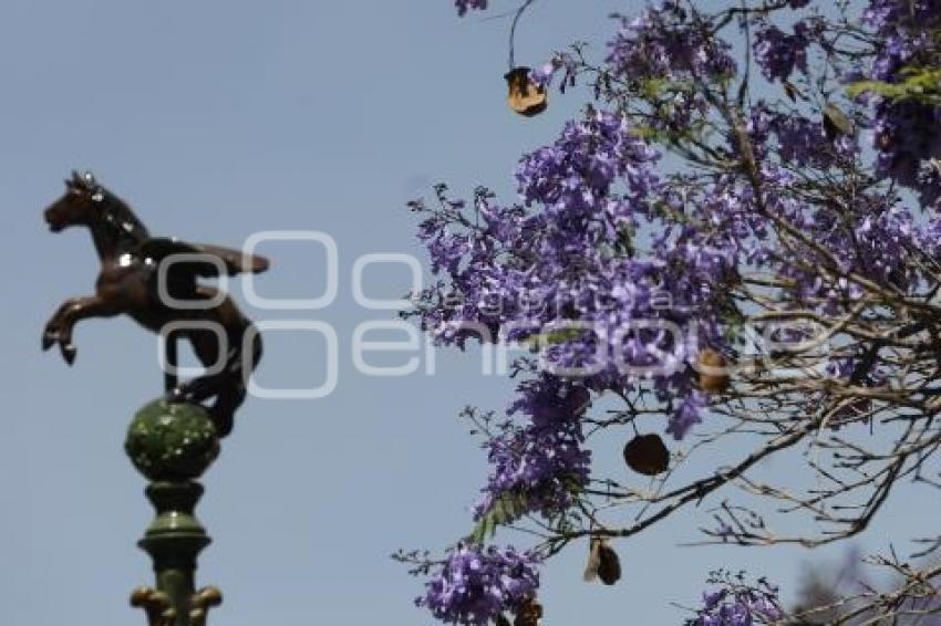 JACARANDAS