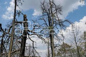 TLAXCALA . BOSQUE TEMENTZONTLA