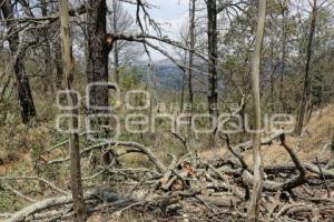 TLAXCALA . BOSQUE TEMENTZONTLA