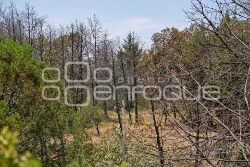 TLAXCALA . BOSQUE TEMENTZONTLA