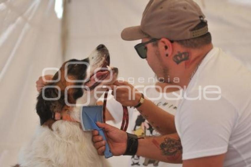 TLAXCALA . BIENESTAR ANIMAL