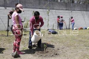 SAN ANDRÉS CHOLULA . REFORESTACIÓN