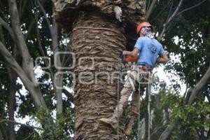 MEDIO AMBIENTE . PALMERAS