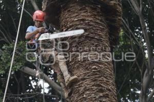 MEDIO AMBIENTE . PALMERAS