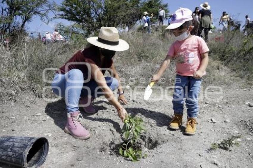 BUAP . REFORESTACIÓN