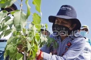 BUAP . REFORESTACIÓN