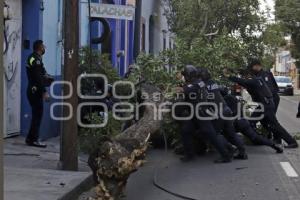 MEDIO AMBIENTE . CAÉ ÁRBOL