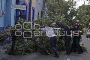 MEDIO AMBIENTE . CAÉ ÁRBOL