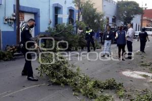 MEDIO AMBIENTE . CAÉ ÁRBOL