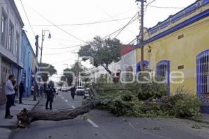 MEDIO AMBIENTE . CAÉ ÁRBOL