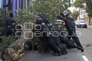 MEDIO AMBIENTE . CAÉ ÁRBOL