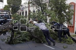 MEDIO AMBIENTE . CAÉ ÁRBOL