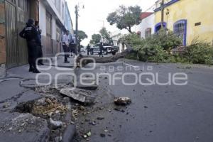 MEDIO AMBIENTE . CAÉ ÁRBOL