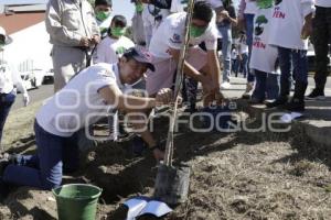 REFORESTACIÓN . AIRE JOVEN