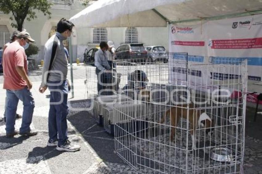 ADOPCIÓN DE MASCOTAS
