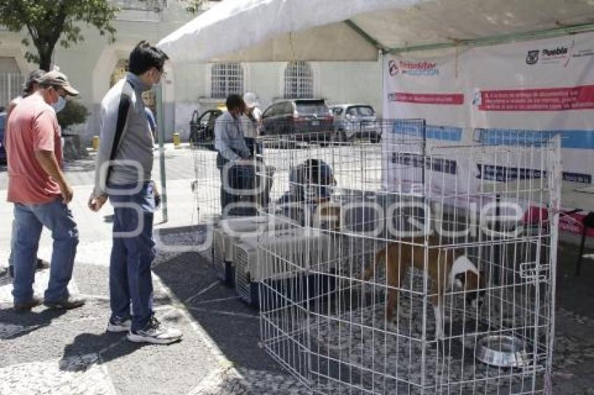 ADOPCIÓN DE MASCOTAS 