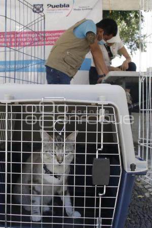 ADOPCIÓN DE MASCOTAS